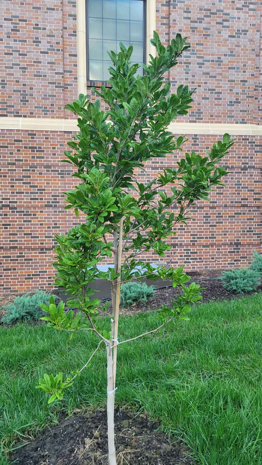 Centennial Blush Magnolia 25 19 1 Linda Hall Library