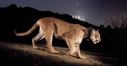 mountain lion walking in front of the Hollywood sign at night.