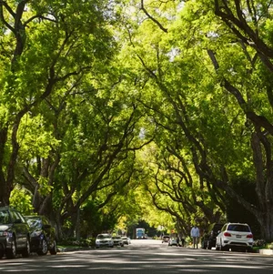 A road with parked cars and trees on both sides.
