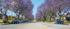 A road with cars parked and trees going down both sides.