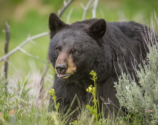 Black bear walking through a field of grass.