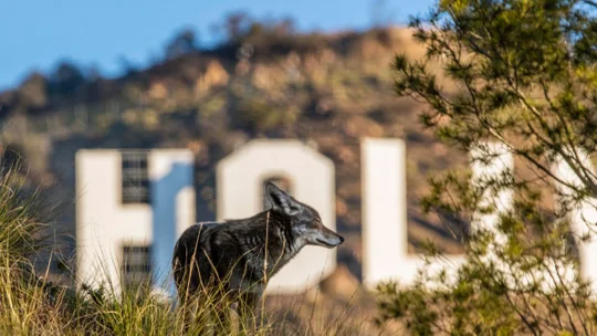 A Coyote standing in front of the Hollywood sign surrounded by grass and trees.