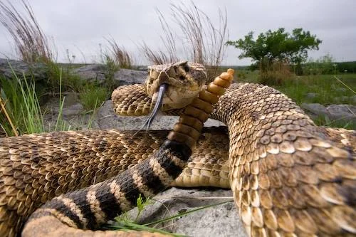 A closeup picture of a rattlesnake surrounded by dirt and grass.