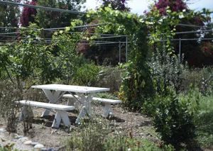 a bench in the middle of a grass area.