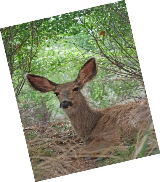 A deer sitting in a forest with grass and leaves surrounding it.