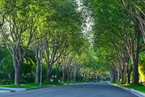 A road with trees going down both sides.