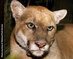 Headshot of a cougar (animal).