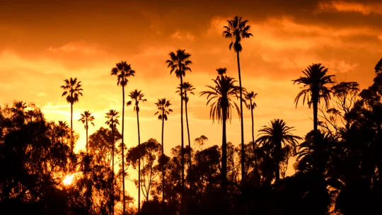 Palm trees with a sunset in the background.