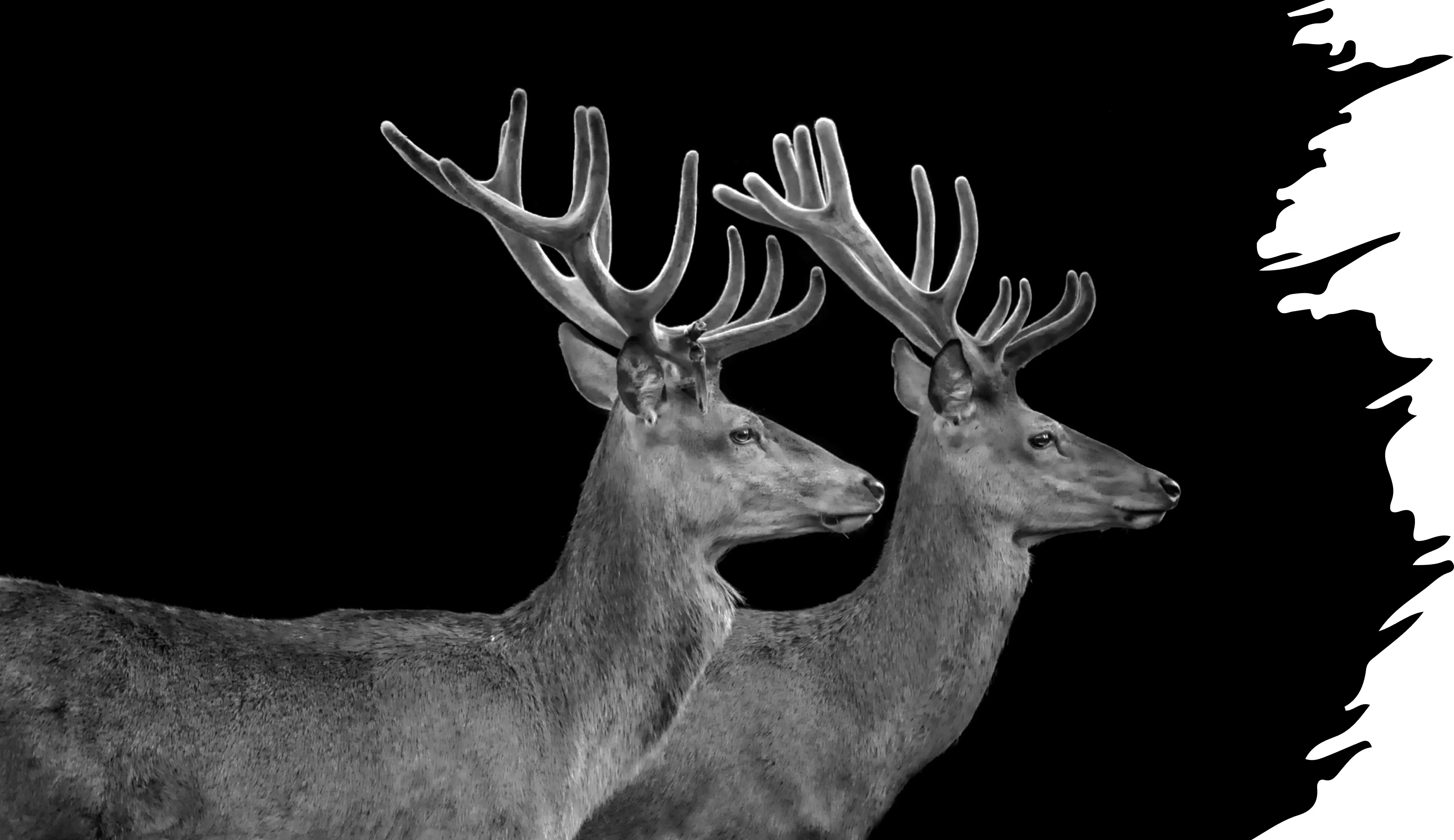 2 deer looking to the right.