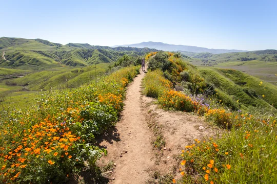 POV of someone on a trail surrounded by wildflowers on both sides.