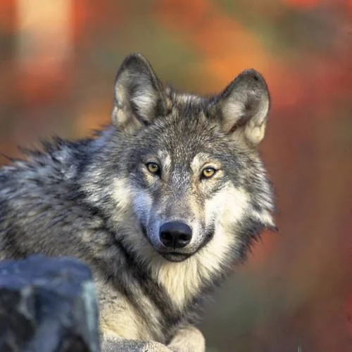 Headshot of a gray wolf