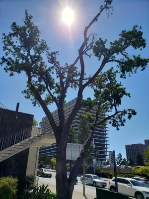 A tree with the sun shining down behind it in downtown.