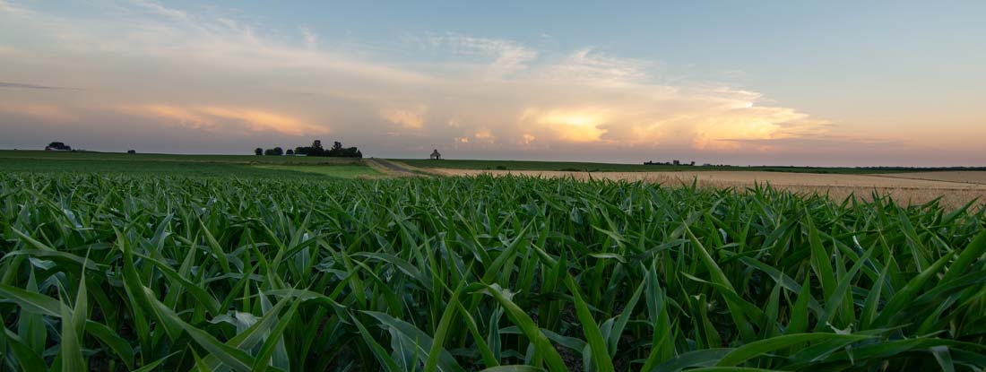 Rural Illinois landscape featuring corn and wheat fields at sunset. Farm - Illinois State Laws and Regs.