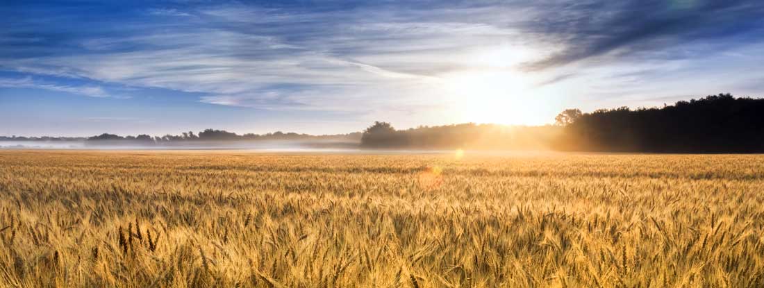 Wheat field at sunrise. Kansas State Laws and Regs.