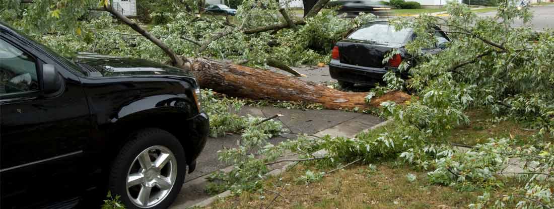 A fallen tree on the road between two vehicles, as a result of a tornado. Steps to take after car takes damage from tornado.