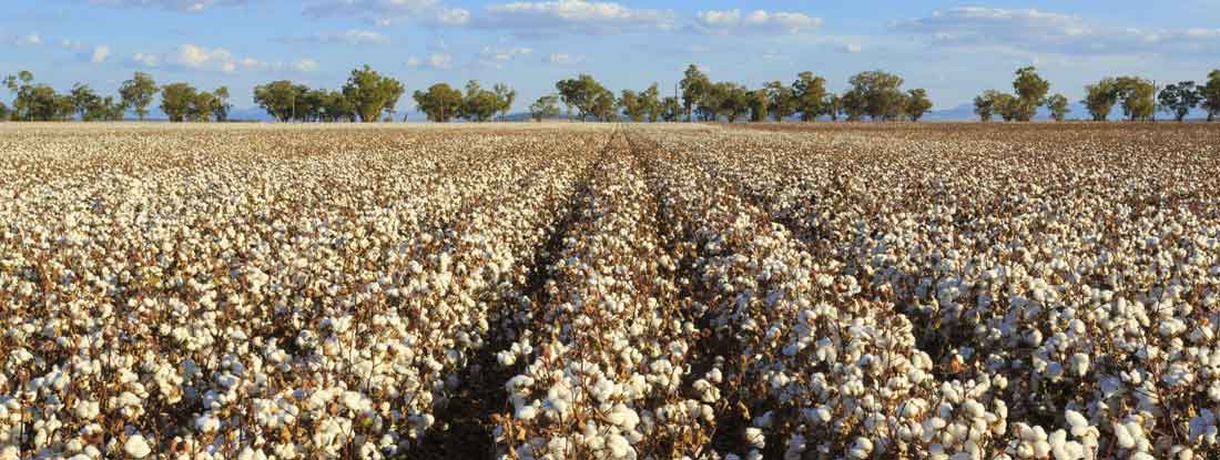 Cotton field with open bolls, indicating it is likely ready for harvest. Texas State Laws and Regs.