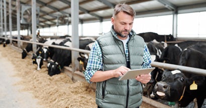 Farmer holding tablet and observing domestic animals for milk production. Find Commercial Farm Insurance.