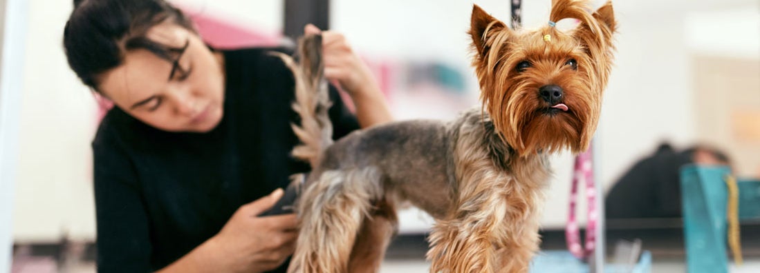 Pet Groomer Insurance Match with an Agent Trusted Choice