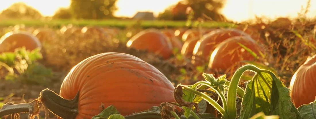 How to insure a pumpkin patch. Autumn festival scene and celebration of fall. 