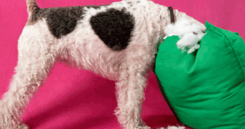 8 Expensive Things My Dog Ate