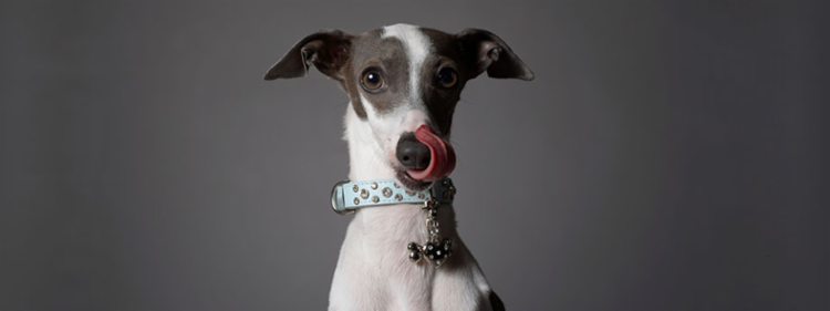 Stupid things my dog ate.