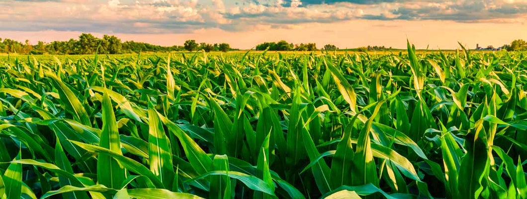 Champaign Illinois Farm Insurance