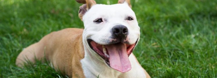 pet liability insurance for bully