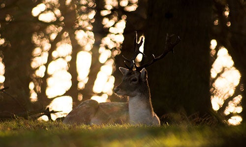 deer in th forest