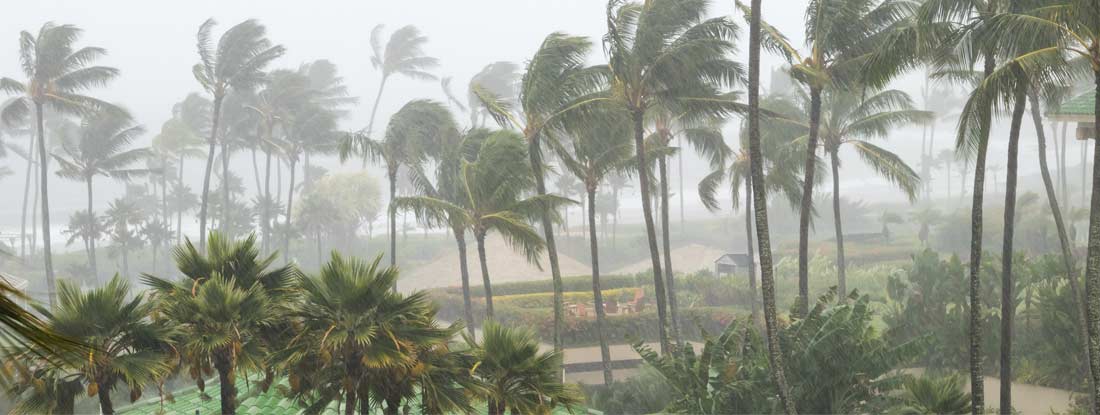 Palm trees blowing in the wind and rain as a hurricane approaches coastline. Find Windstorm Insurance.