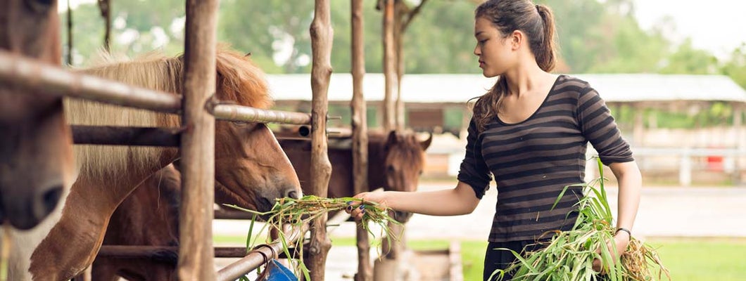 Girl feeding ponies on a ranch. How to insure your hobby farm.