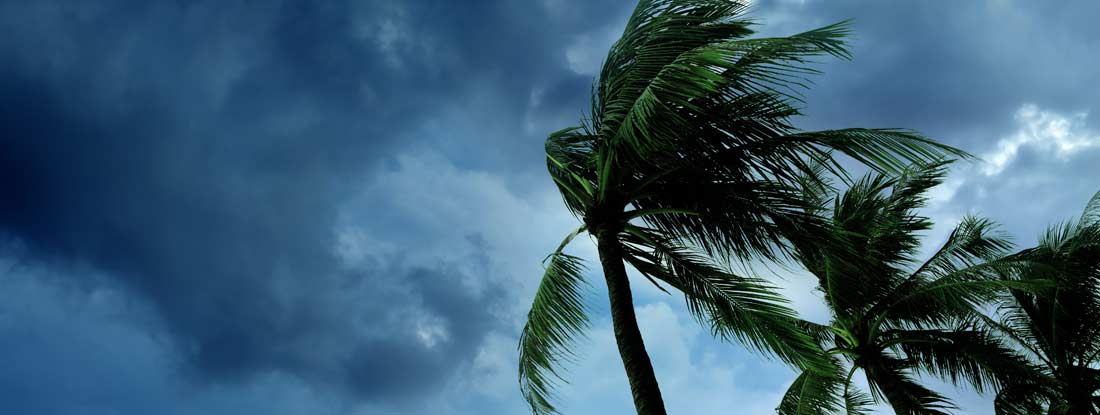 Waving palm trees in windy tropical storm over cloudy dark sky. Find hurricane insurance.