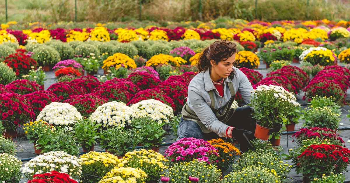 Wholesale Flower Shop Insurance Match with an Agent