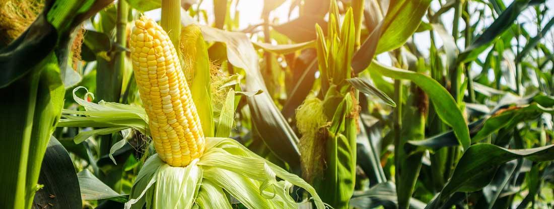 Sweet corn growing on a stalk in a sunny agricultural field. Nebraska State Laws and Regs.