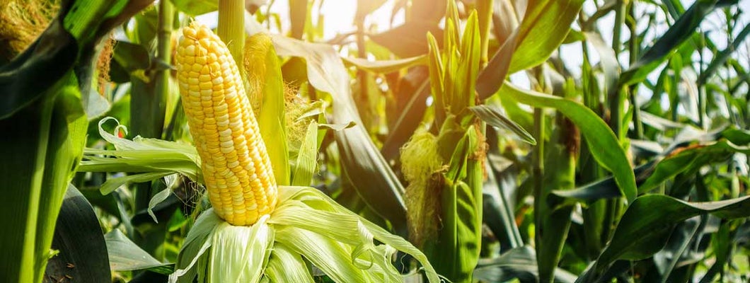 Sweet corn growing on a stalk in a sunny agricultural field. Nebraska State Laws and Regs.