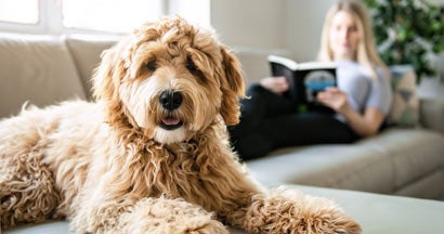 Woman with dog reading at in apartment. What Pet Liability Issues Can A Landlord Face?
