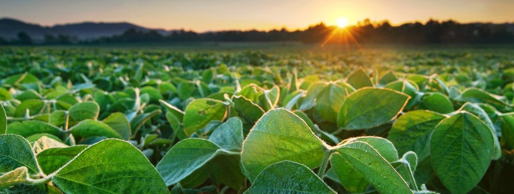 Mississippi Soybean Farm Insurance