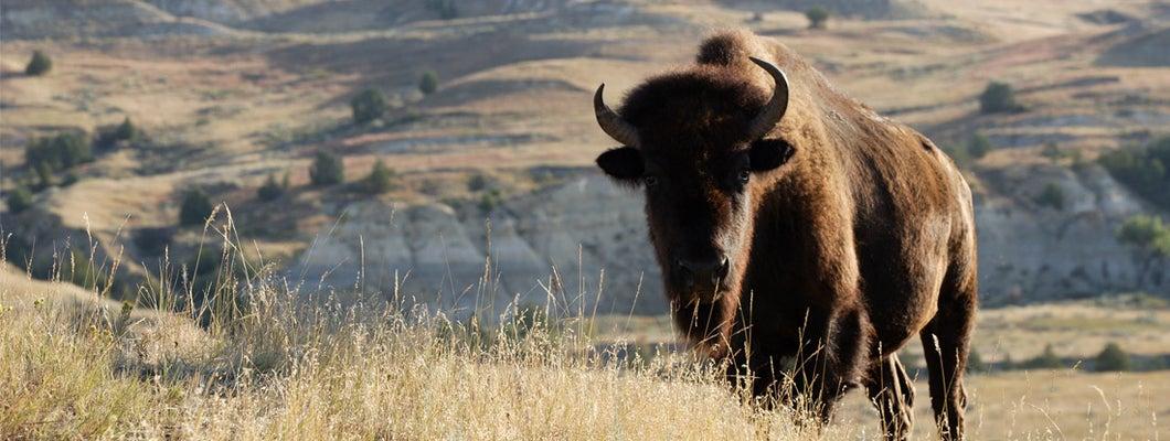 Theodore Roosevelt National Park, North Dakota