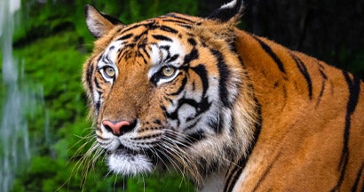 How to insure an exotic cat sanctuary