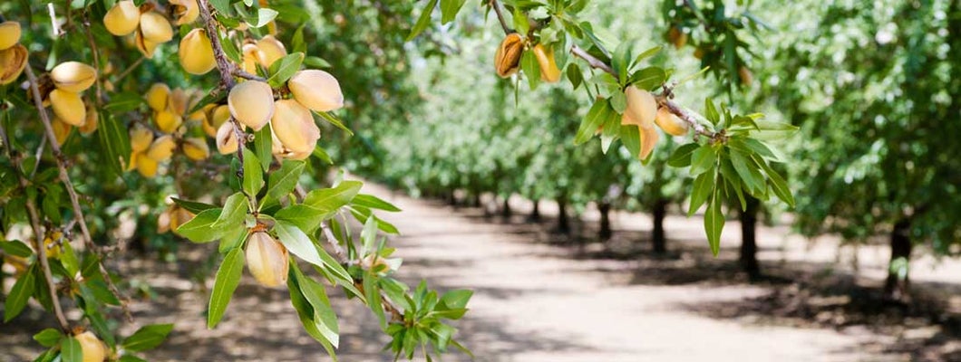 Almond orchard with almond trees bearing fruit. California State Laws and Regs.