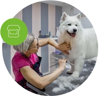 Female dog groomer brushing a Samoyed dog. Get the coverage you need for your children or pet business.