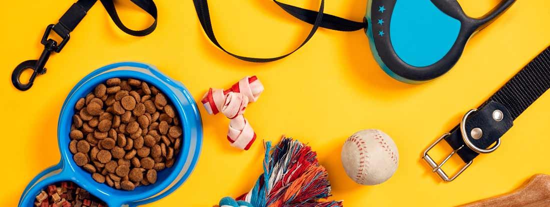 Dog accessories on yellow background. Find Pet Store Insurance.