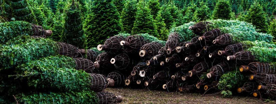 Newport Virginia business insurance