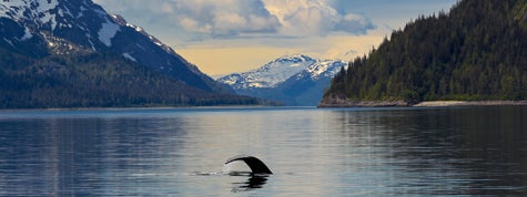 Humpback whale tail in calm waters Glacier Bay National Park Alaska