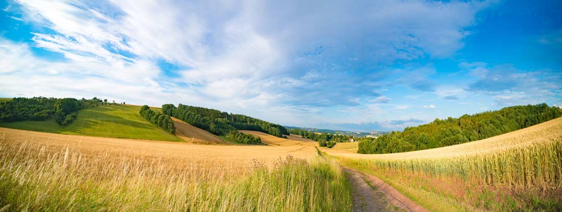 Rural landscape with a dirt road winding through fields of golden grain. Oklahoma State Laws and Regs.