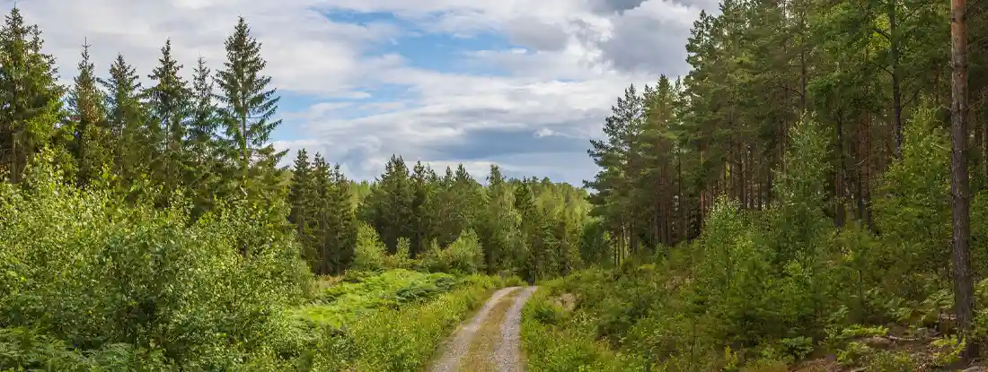 Beautiful nature landscape view of gravel road in forest. Find Land Insurance.