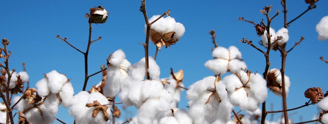Mississippi Cotton Farm Insurance