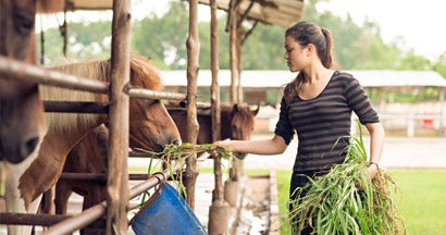 Girl feeding ponies on a ranch. How to insure your hobby farm.