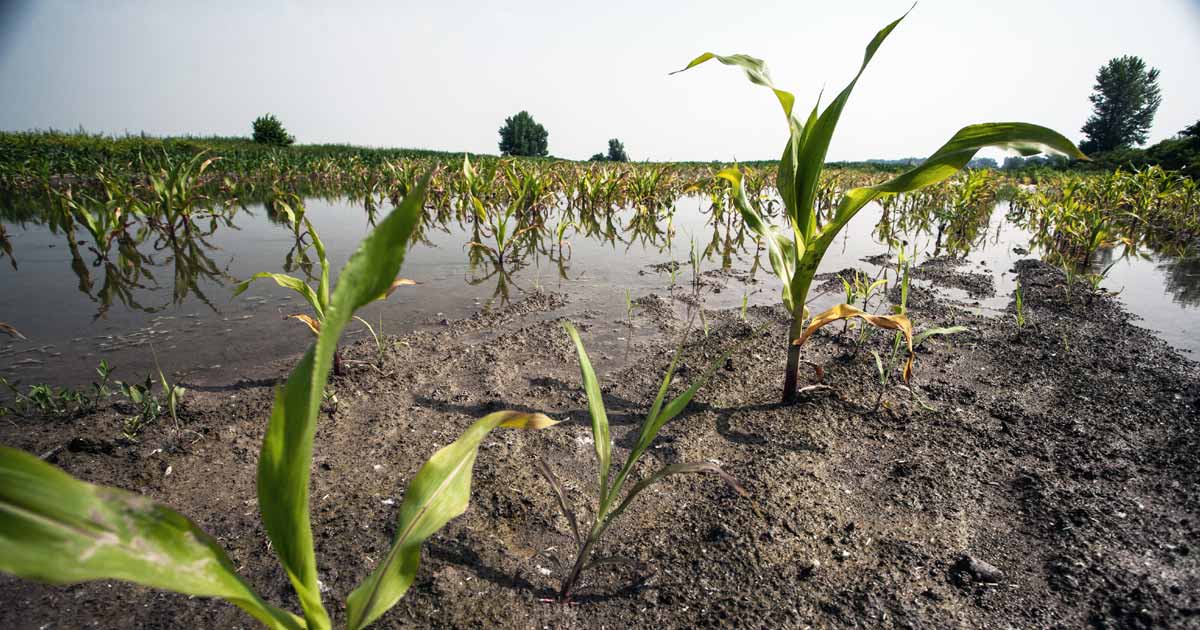 multi peril crop insurance