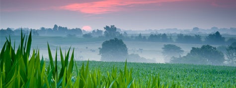 Sunrise giving purple sky over corn field and cows in Iowa pasture