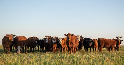 Group of young steers in the meadow. Find Livestock & Animal Mortality Insurance.